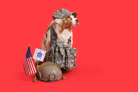 Cute dog in military uniform with USA flag on red background. Independence Day celebrationの写真素材