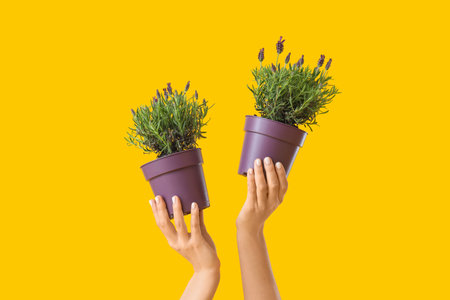 Female hands holding pots with lavender flowers on yellow backgroundの写真素材