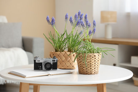 Wicker pots with beautiful Muscari flowers, photo camera and notebook on table in living roomの写真素材
