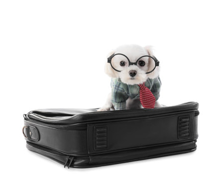 Funny business Maltese dog in eyeglasses with briefcase on white backgroundの写真素材