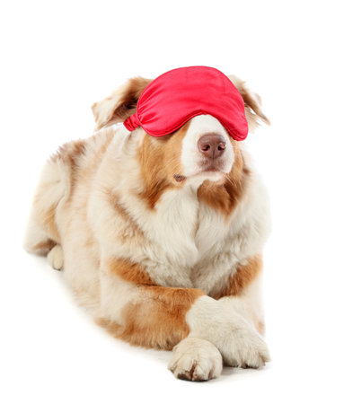 Cute Australian Shepherd dog with sleep mask lying on white backgroundの写真素材