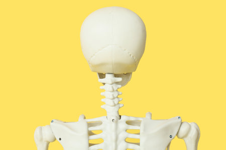 Scary human skeleton on yellow background, back viewの写真素材