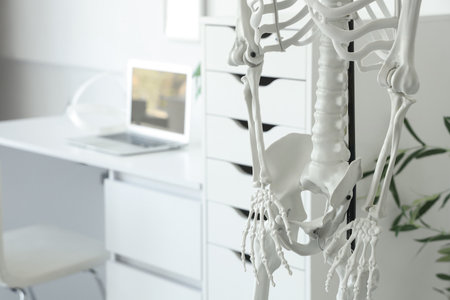 Human skeleton model in light hospital, closeupの写真素材