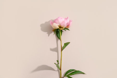 Beautiful peony flower on pink backgroundの写真素材