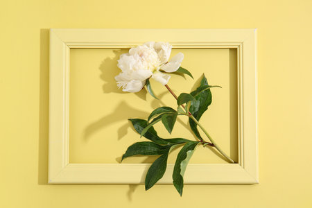 Photo frame and beautiful peony flower on yellow backgroundの写真素材