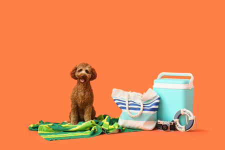 Cute Toy Poodle with beach cooler, handbag and travel accessories on orange background