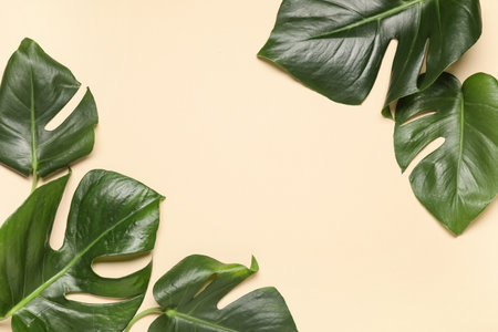 Tropical monstera leaves on beige backgroundの写真素材