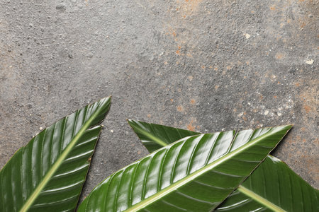Green tropical leaves on dark backgroundの写真素材