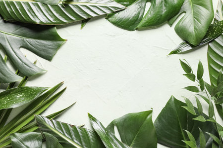 Frame made of different tropical leaves on white backgroundの写真素材