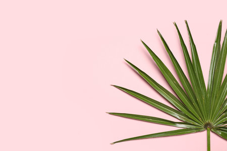 Tropical palm leaf on pink backgroundの写真素材