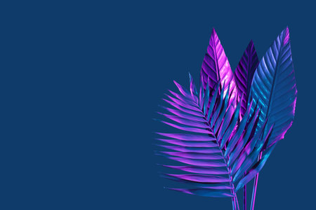 Different neon tropical leaves on dark blue backgroundの写真素材