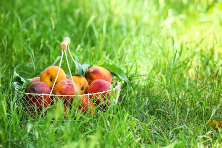 Basket with sweet ripe peaches on green grass outdoorsの写真素材