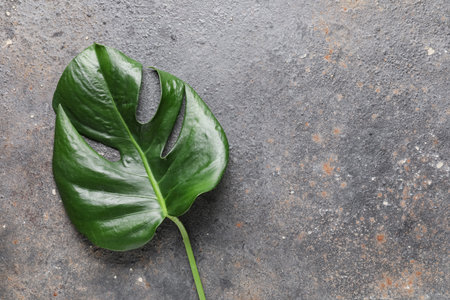 Tropical monstera leaf on dark backgroundの写真素材
