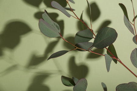Eucalyptus branch on green backgroundの写真素材