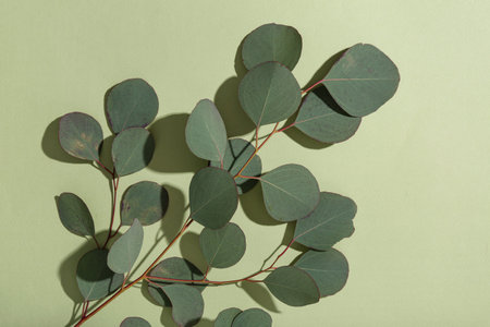 Eucalyptus branch on green background