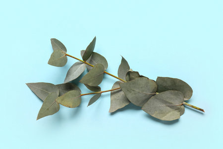 Green eucalyptus branch on blue background