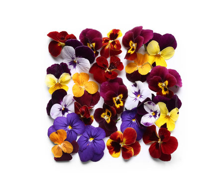 Different beautiful edible flowers on white background