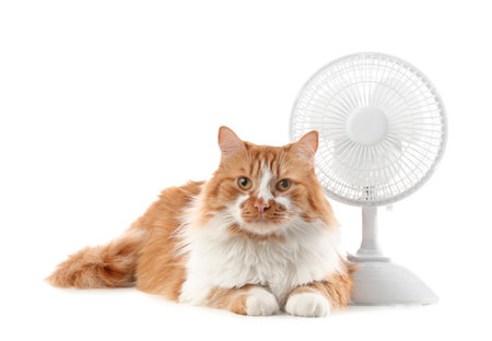 Funny cat and electric fan on white backgroundの写真素材