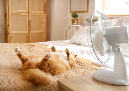 Funny cat and electric fan in bedroomの写真素材