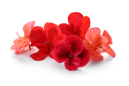 Beautiful red edible flowers on white backgroundの写真素材