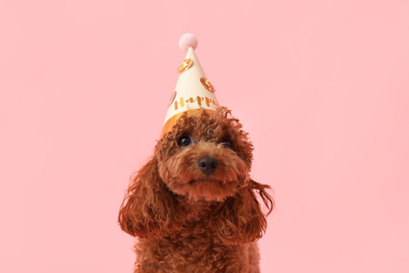 Cute Toy Poodle dog in party hat on pink background