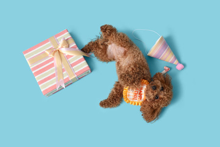 Cute Toy Poodle dog with party hat and gift box lying on blue background
