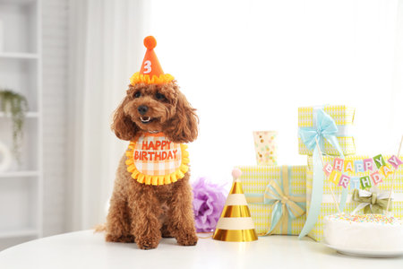 Cute Toy Poodle dog in party hat with gifts and birthday cake sitting on table at homeの写真素材