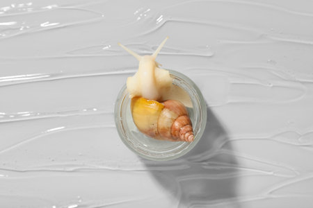 Petri dish, Giant Achatina snail and texture of cosmetic gel on white background, closeupの写真素材