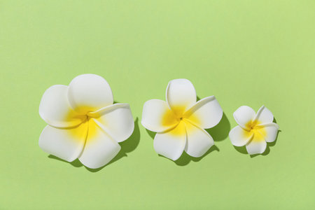 Beautiful plumeria flowers on green backgroundの写真素材