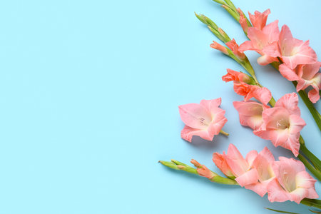 Beautiful gladiolus flowers on blue backgroundの写真素材