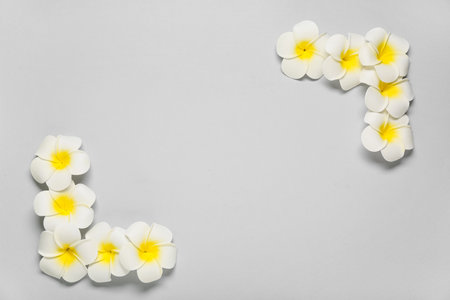 Frame made of beautiful plumeria flowers on gray backgroundの写真素材