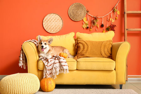 Cute Corgi dog with pumpkins lying on sofa at homeの写真素材