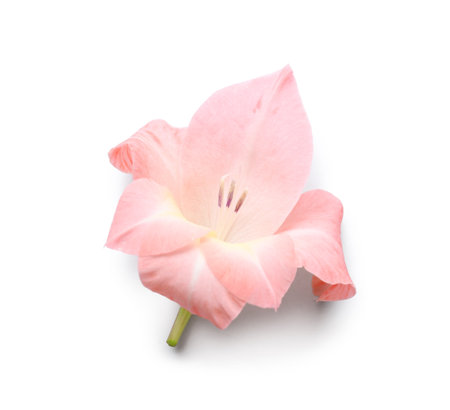 Beautiful gladiolus flower on white background, closeupの写真素材