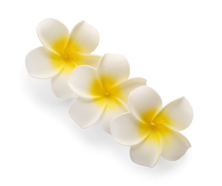 Beautiful plumeria flowers on white backgroundの写真素材