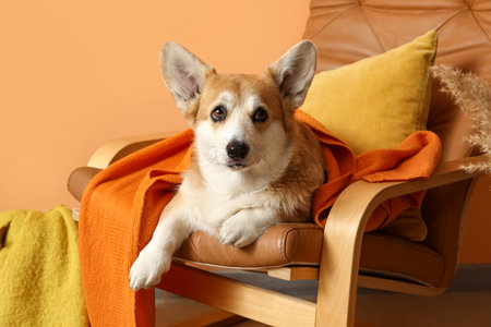 Cute Corgi dog with warm scarf lying on armchair at homeの写真素材