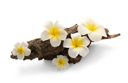 Tree bark with beautiful plumeria flowers on white backgroundの写真素材