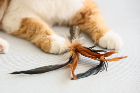 Cute tabby cat with toy lying on sofa at home, closeupの写真素材