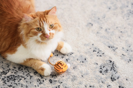 Cute tabby cat with toy lying on carpet at homeの写真素材