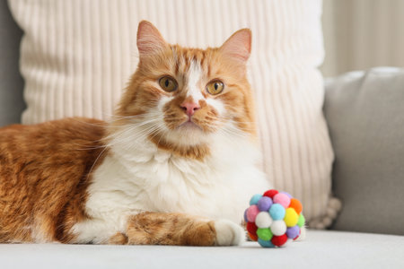 Cute tabby cat with toy lying on sofa at home, closeup