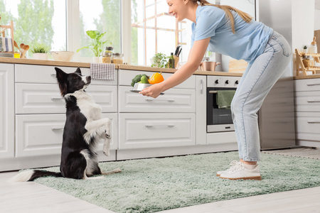 Woman feeding Border Collie dog with healthy food in kitchenの写真素材