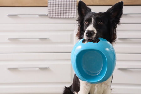 Border Collie dog with feeding bowl in kitchen