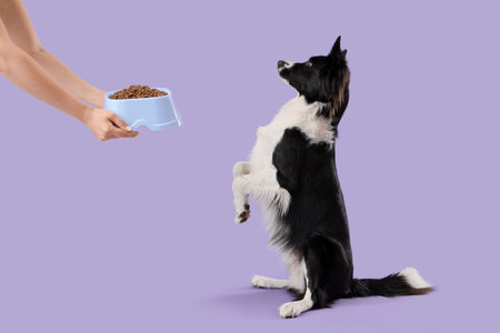 Border Collie dog and female hands with dry food in feeding bowl on lilac background