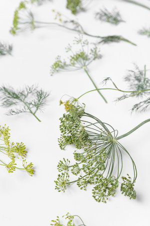 Composition with springs of fresh dill on white background, closeupの写真素材
