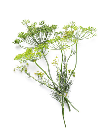 Sprigs of fresh dill isolated on white backgroundの写真素材