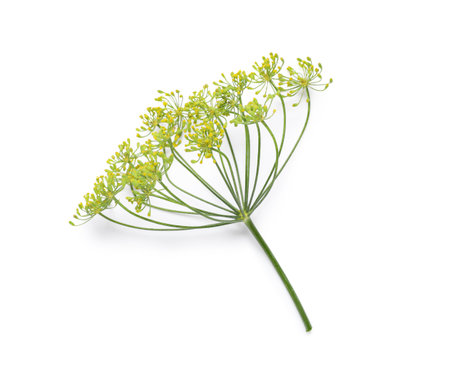 Sprig of fresh green dill isolated on white background, closeup
