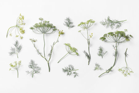 Composition with sprigs of fresh dill on white backgroundの写真素材