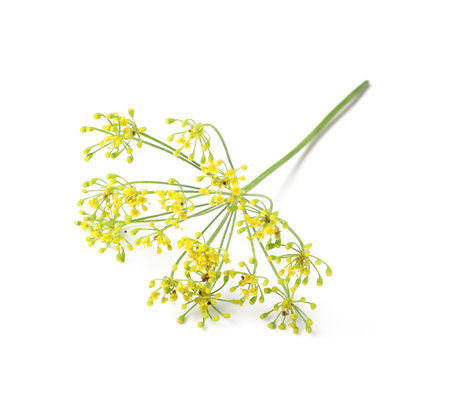 Sprig of fresh dill isolated on white background, closeup
