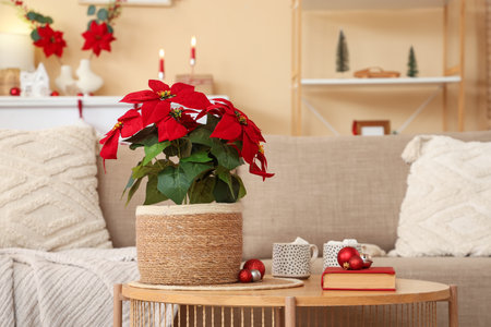 Christmas flower poinsettia with balls, book and cocoa on table in living roomの写真素材