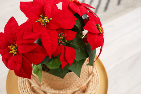 Christmas flower poinsettia on table in living room, closeupの写真素材