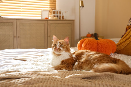 Cute fluffy cat lying in bedroom on autumn dayの写真素材